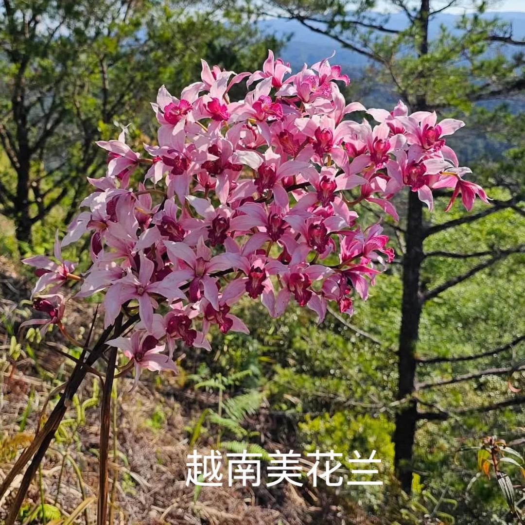 兰精灵瑾轩花卉