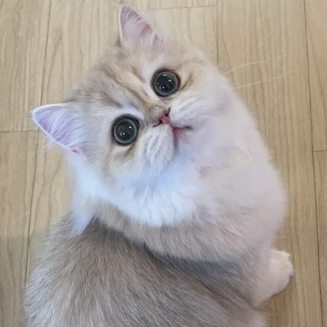 K头糕手喵喵