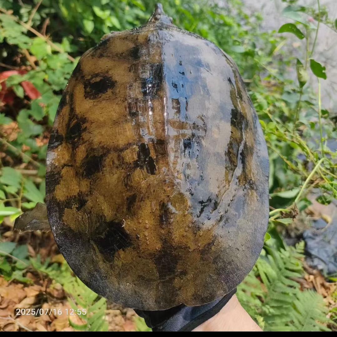 野生甲鱼 黄鳝 ..