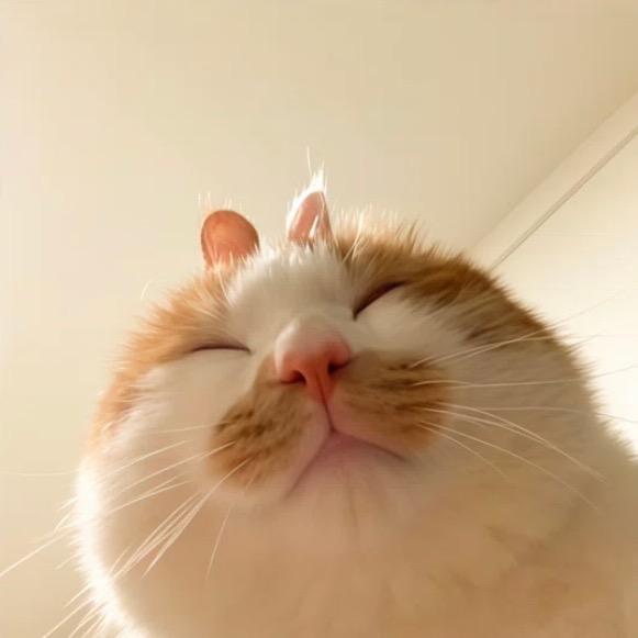 ㅤㅤㅤㅤ阿萨姆~