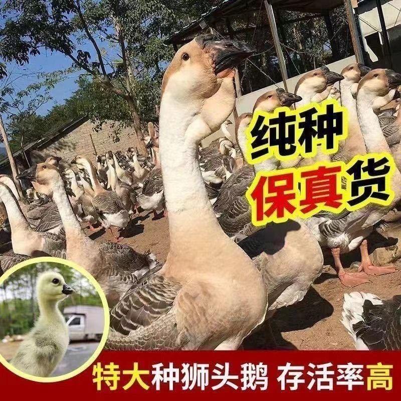 潮汕狮头鹅经营部