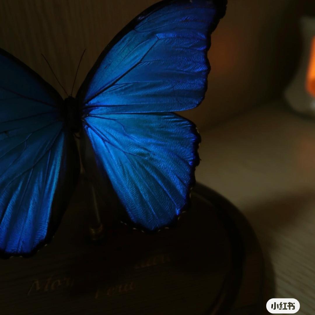 🦋S