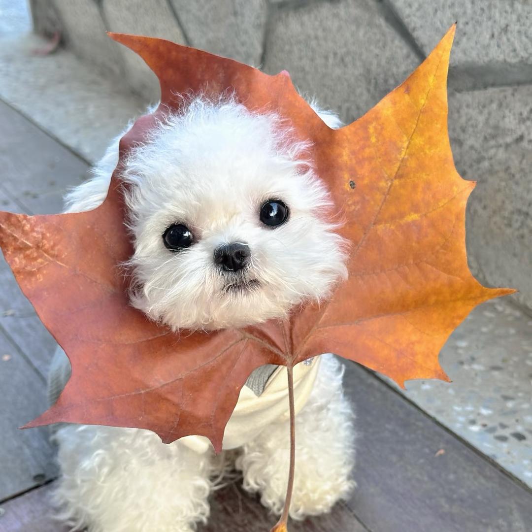 棉花糖比熊小铺🐶