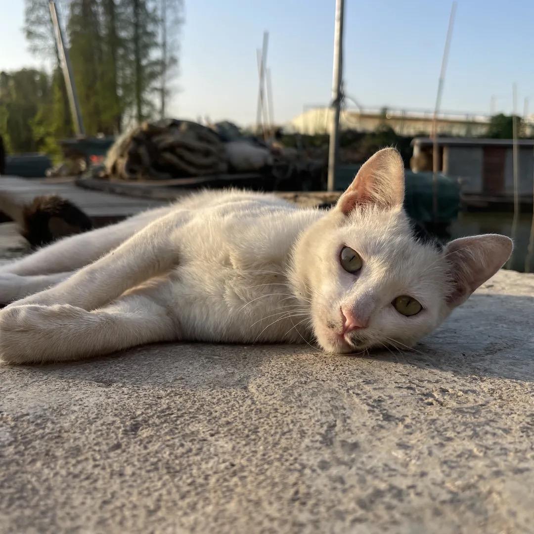 ð»喂食猫