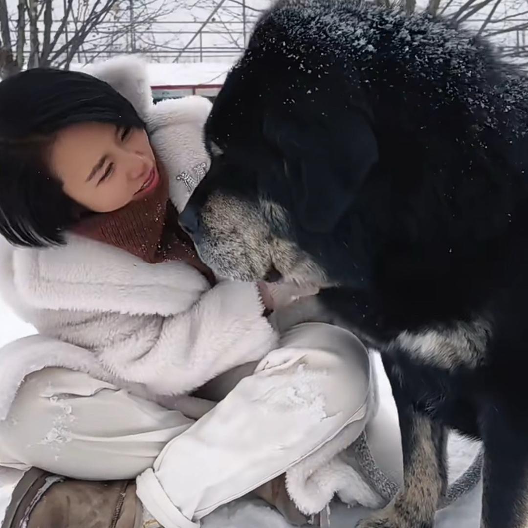 菲姐爱藏獒