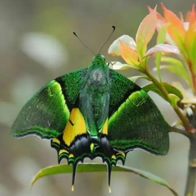 昆虫纪（日常）