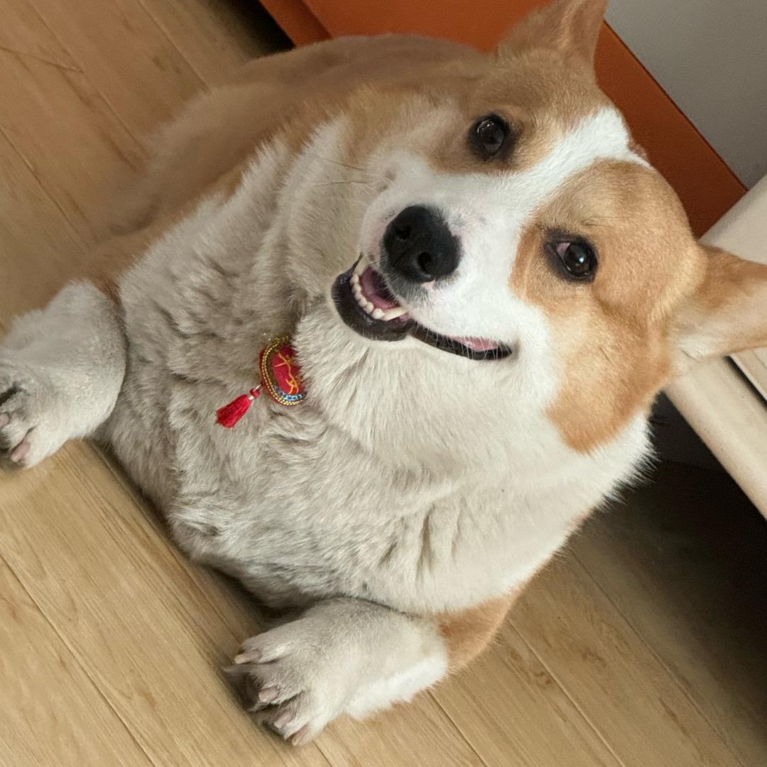 小贝会拉屎