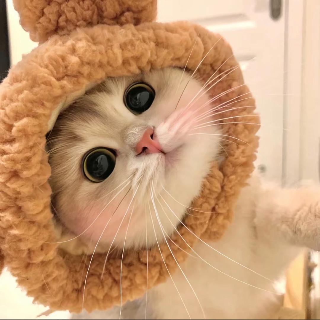露露和她的小猫