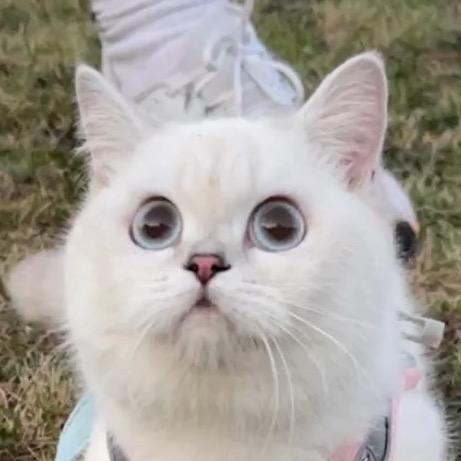 韭菜盒子！（装修中🏠）