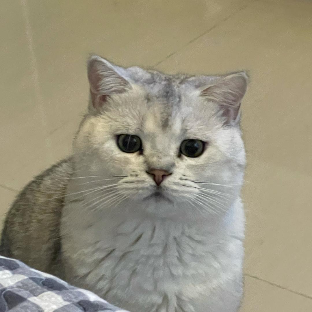 甲方都是小猪