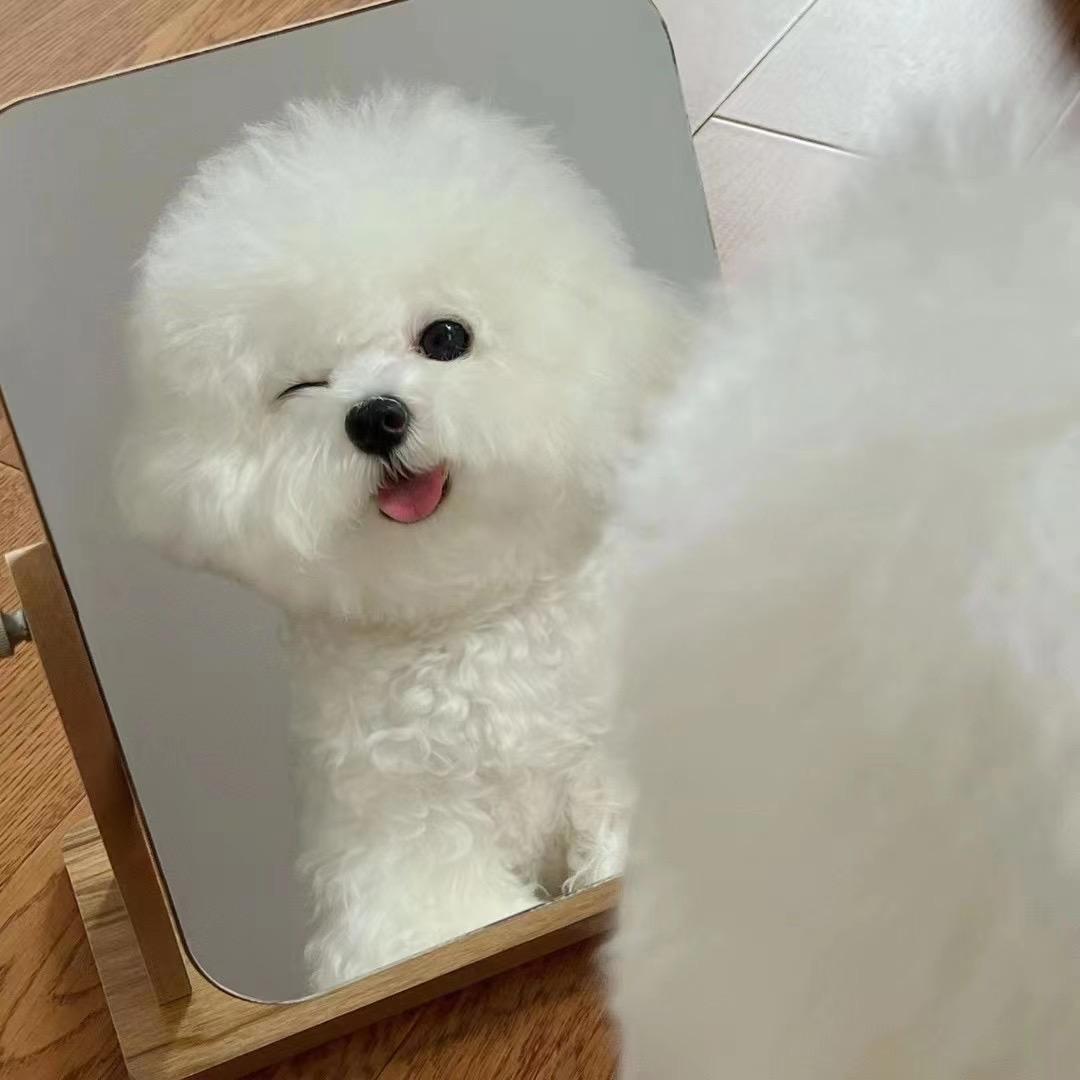 小哈（买猫狗加V.）
