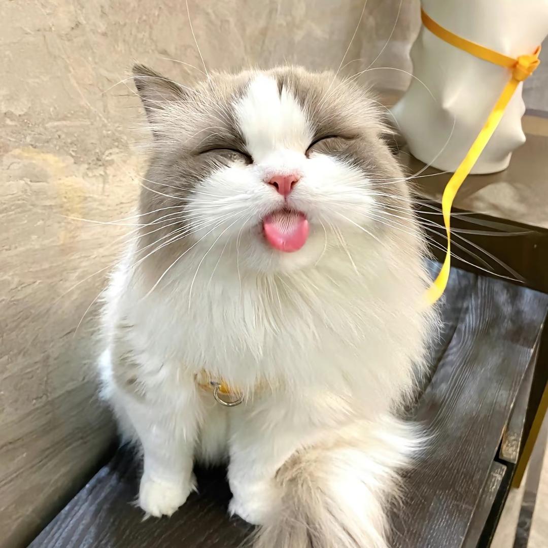 紫陌红尘