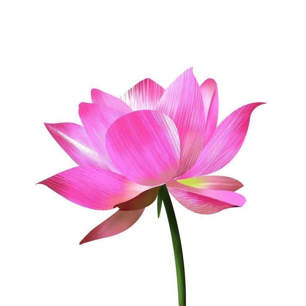 韓菲自在