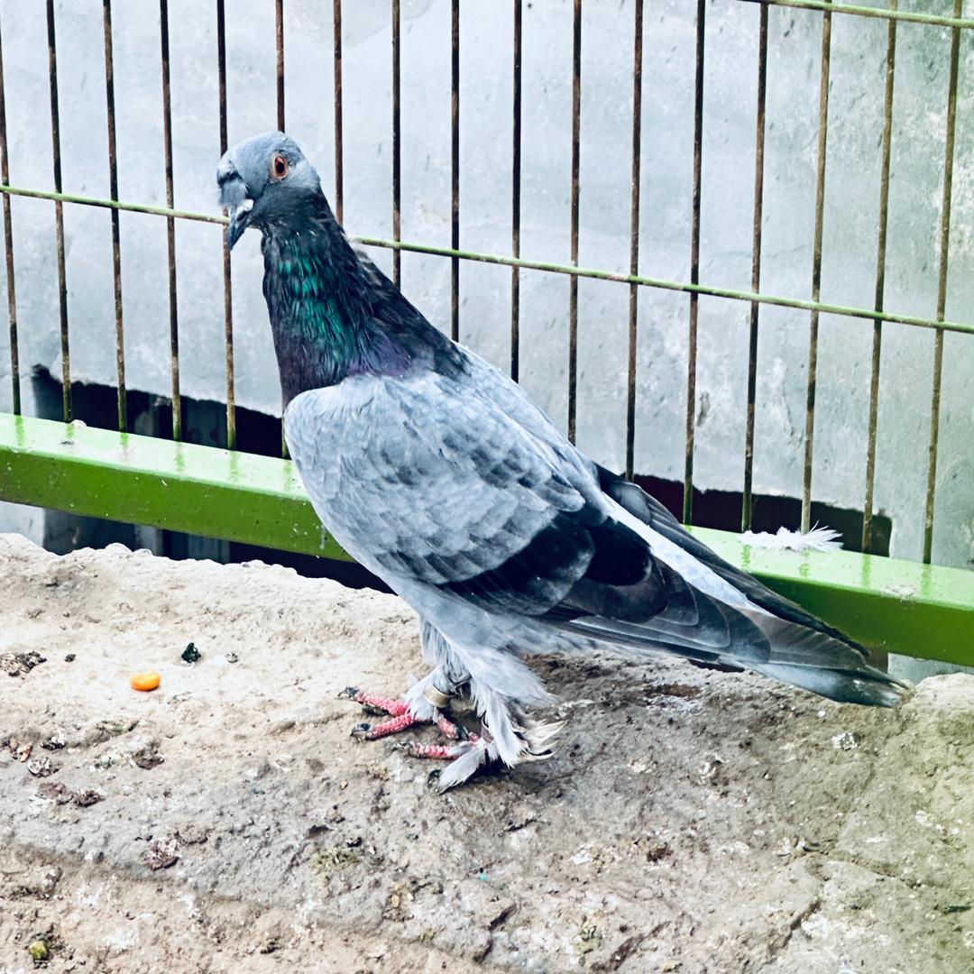 新疆翻翻黄金兰 鸽舍🕊️✨