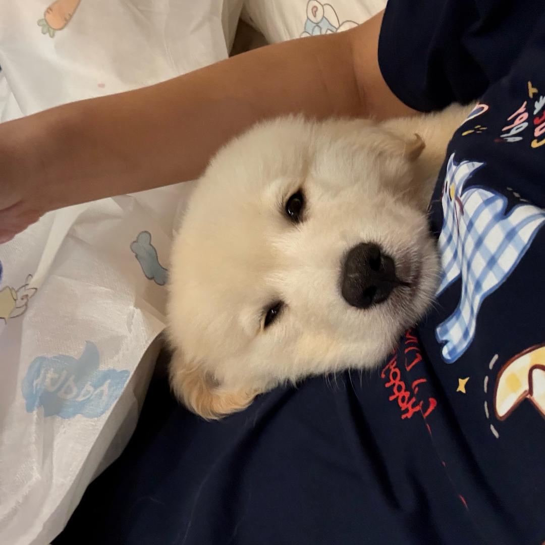 毛豆是只小鸡毛