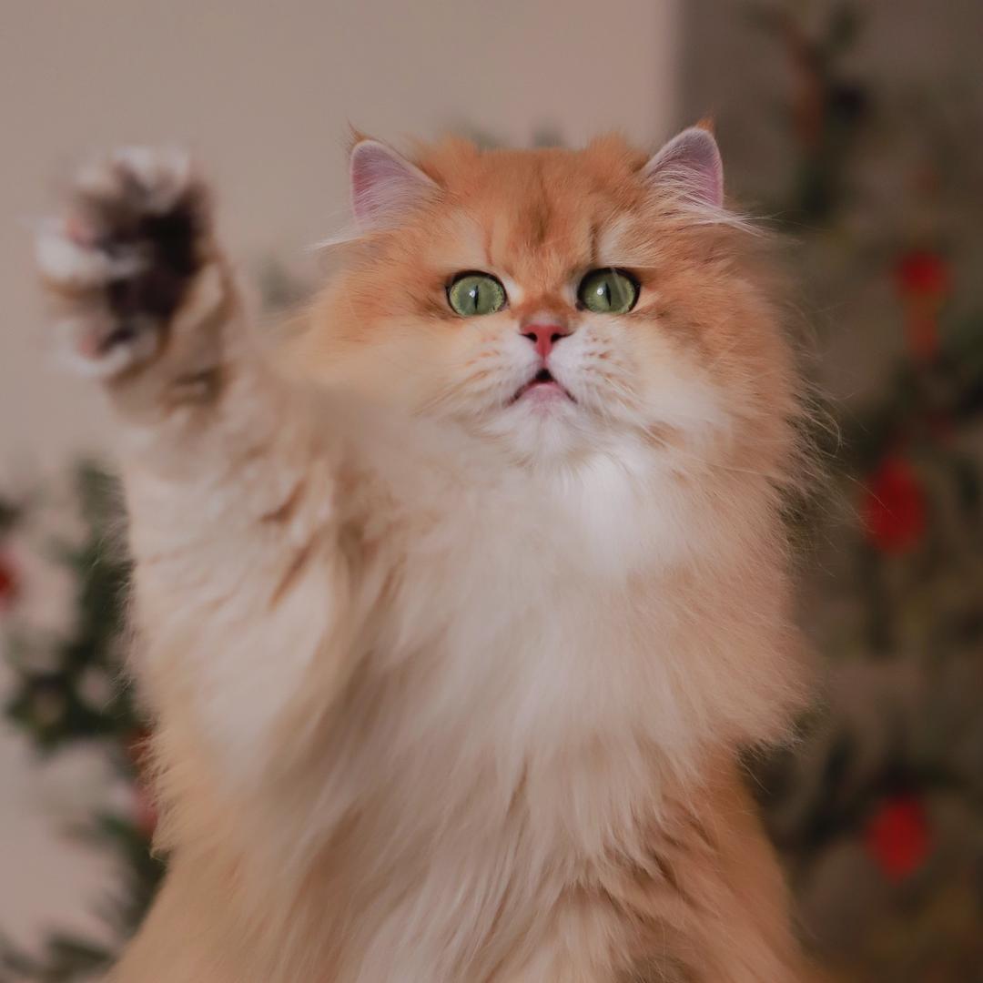 包子猫的猫
