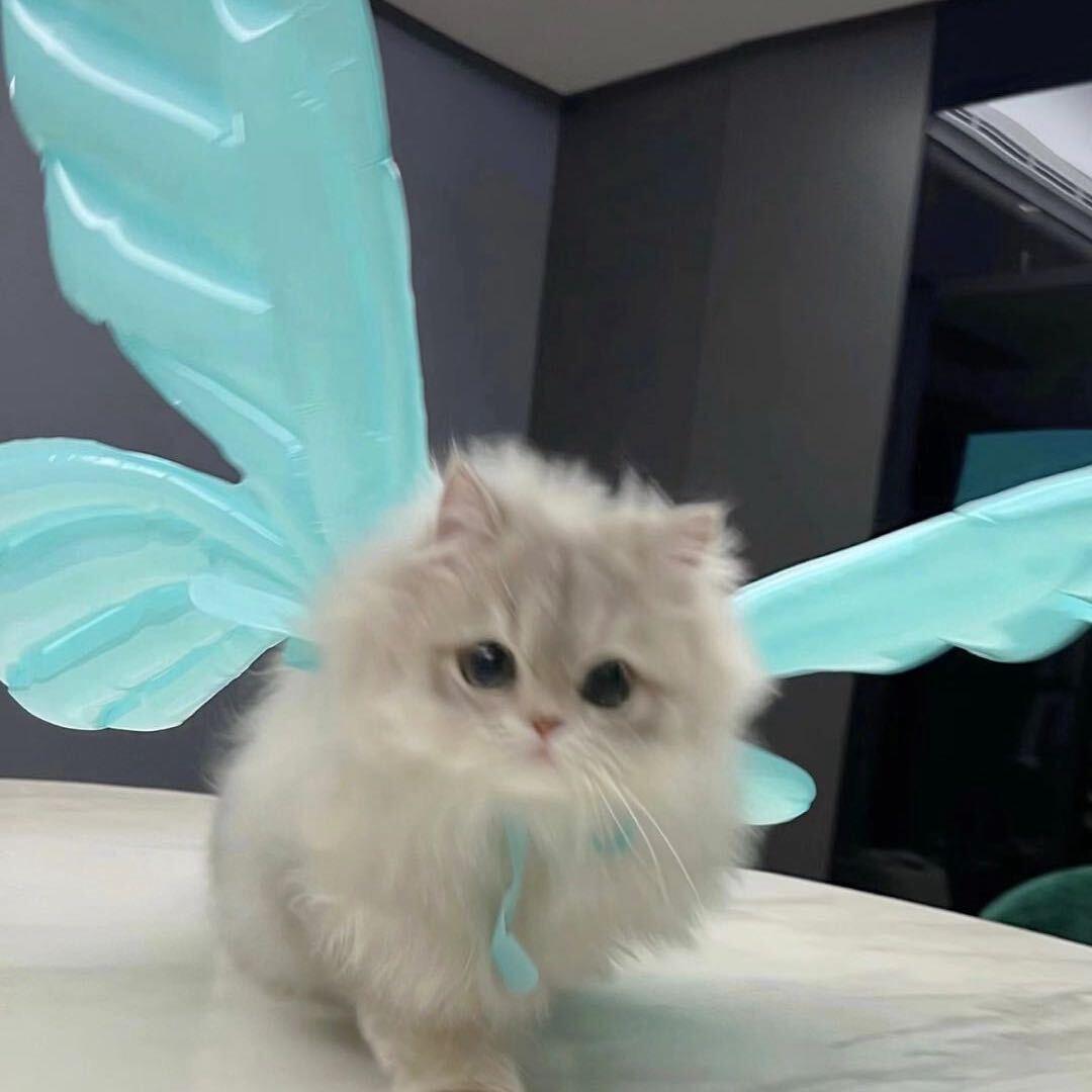 雾竹