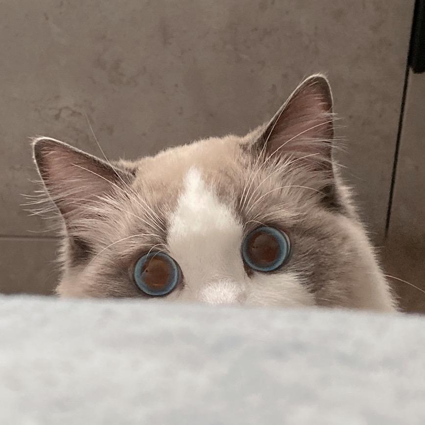 喵斯基Meowski