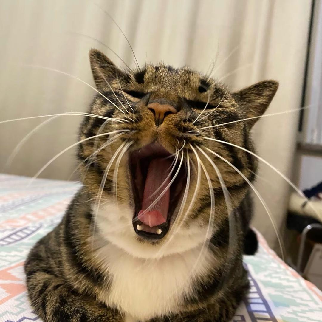 玛哒发卡