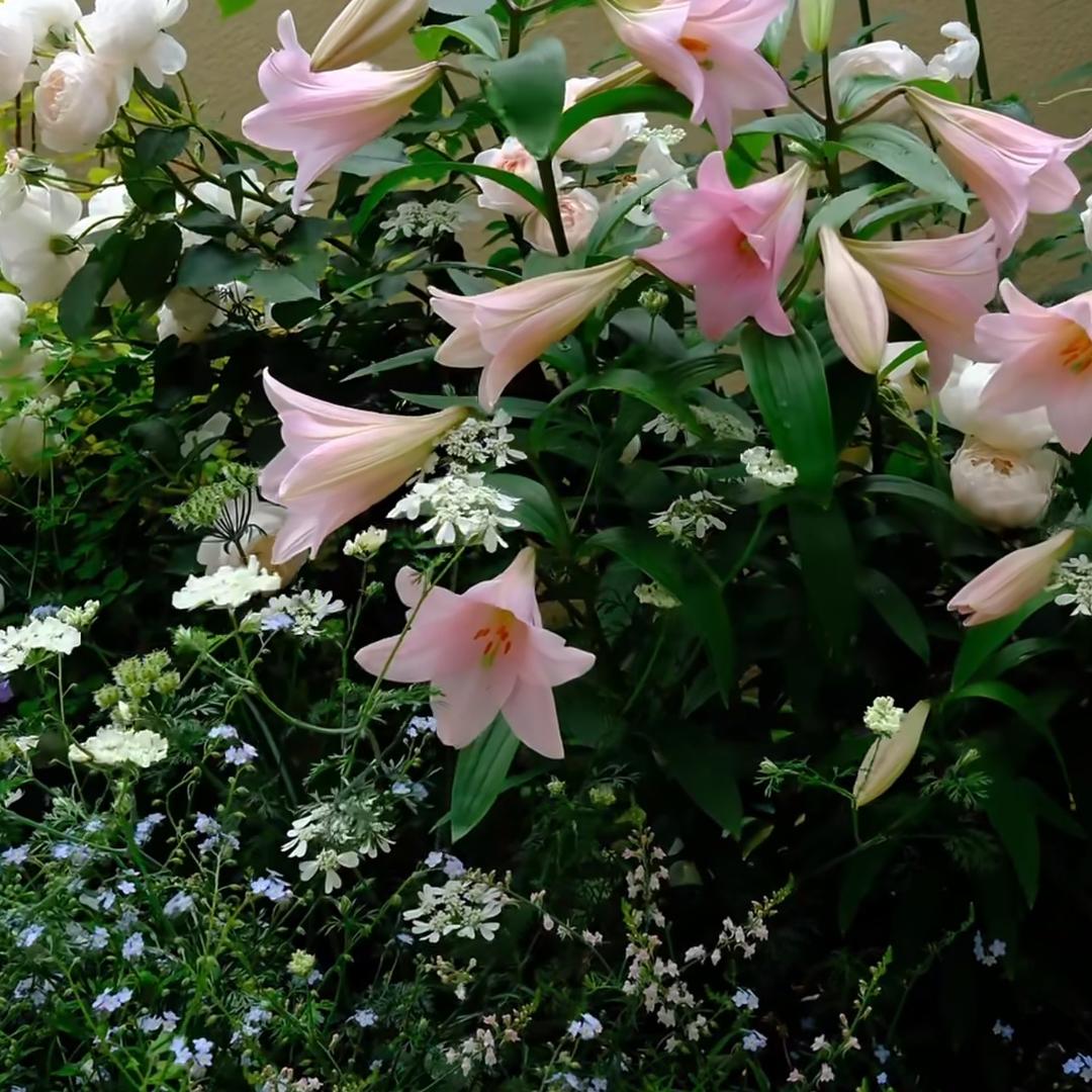花影月下