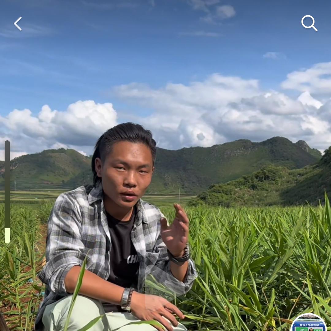 临沧耿马生姜技术—李老师