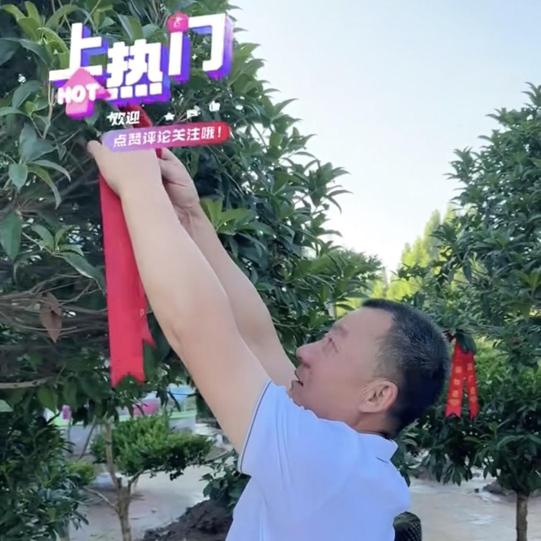 青州绿沁花卉（桂花园专场）