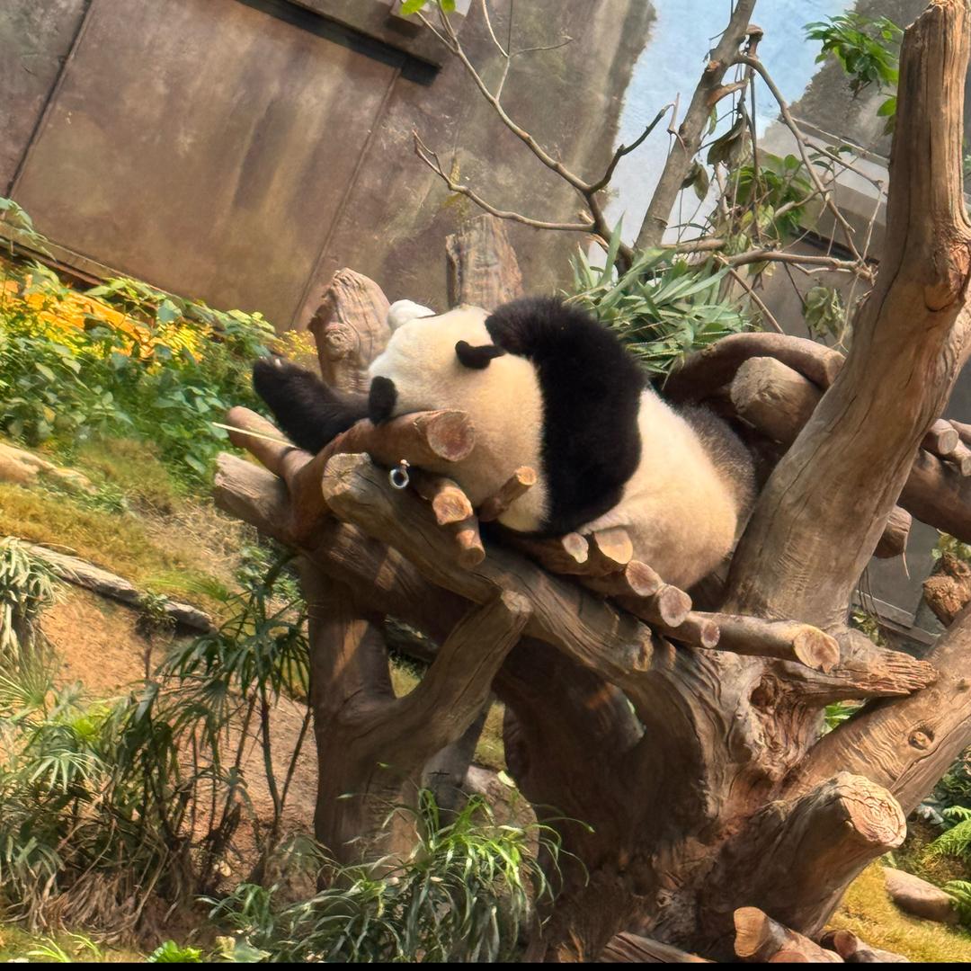 小萝卜