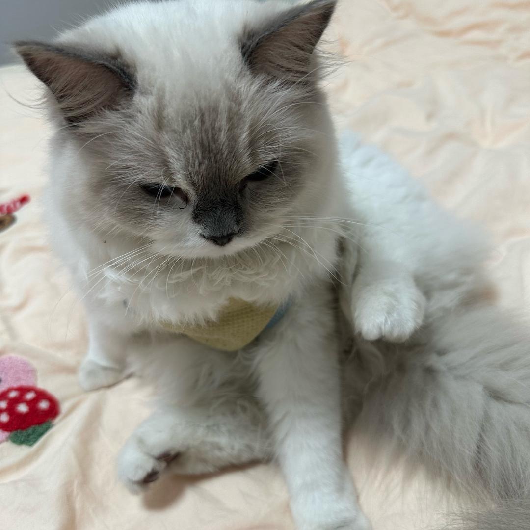 ζޓއއ茉柠茶档