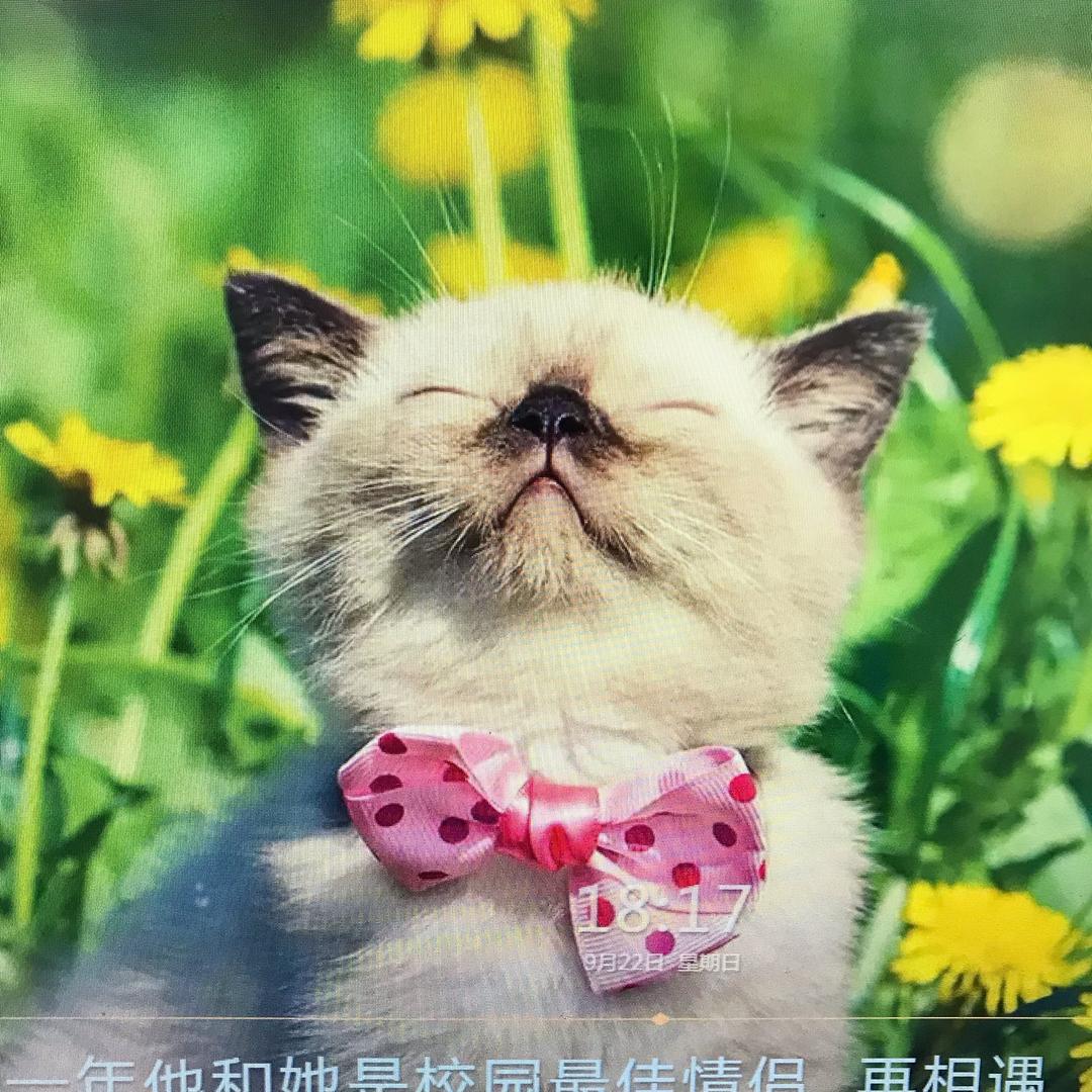 传统文化宣传者 （商品在厨窗）