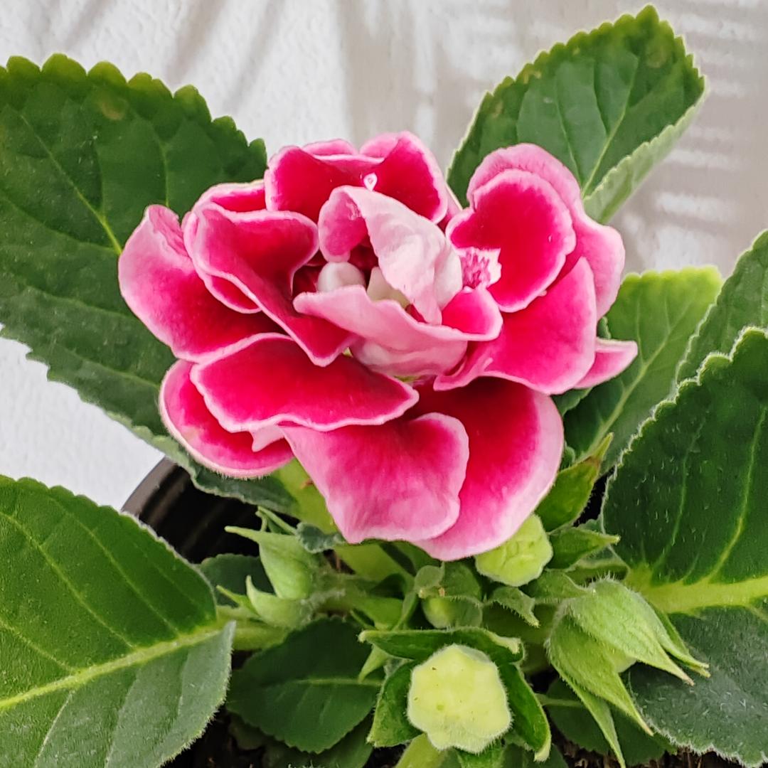 花力特花肥
