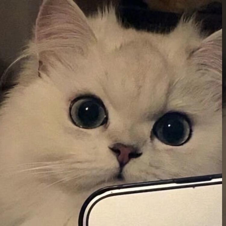 元气小猫百货铺
