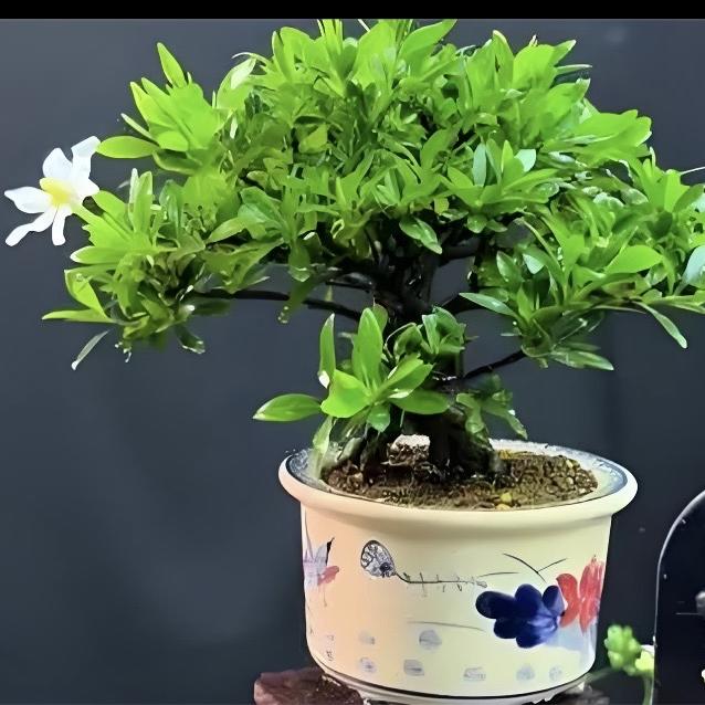 意蕴绿植