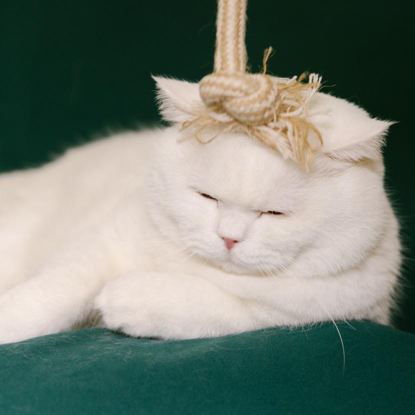 了了了宠.