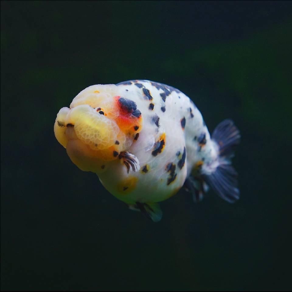 葱头