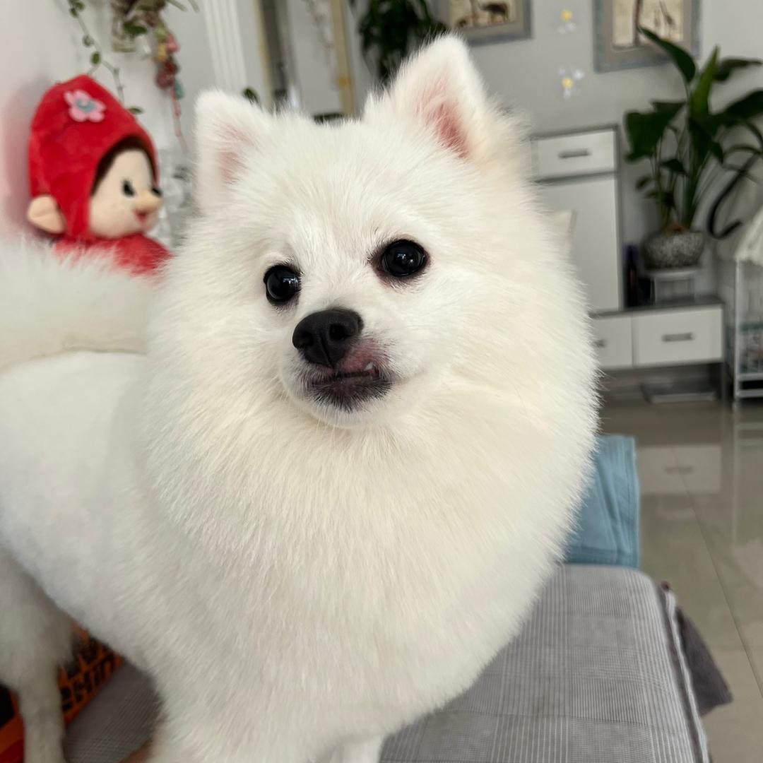 米粒不是米🐶🐶