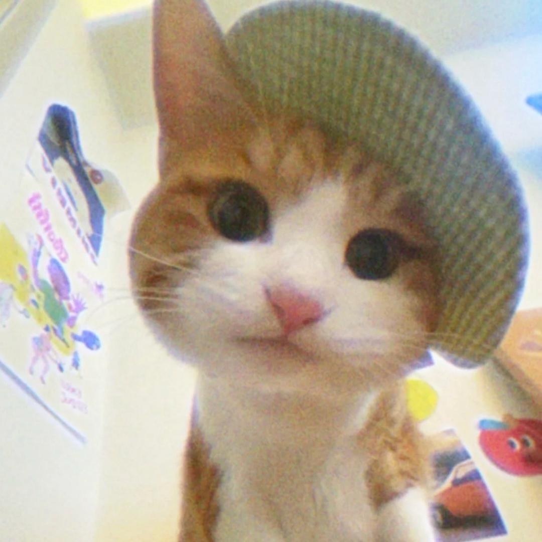 小猫椰椰