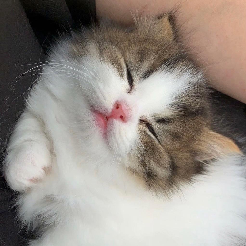 大白是只喵🐱