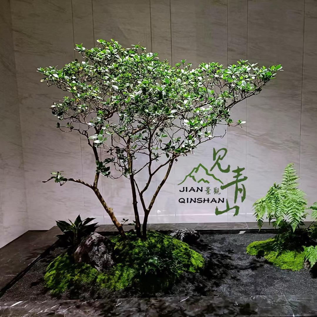 厦门见青山景观