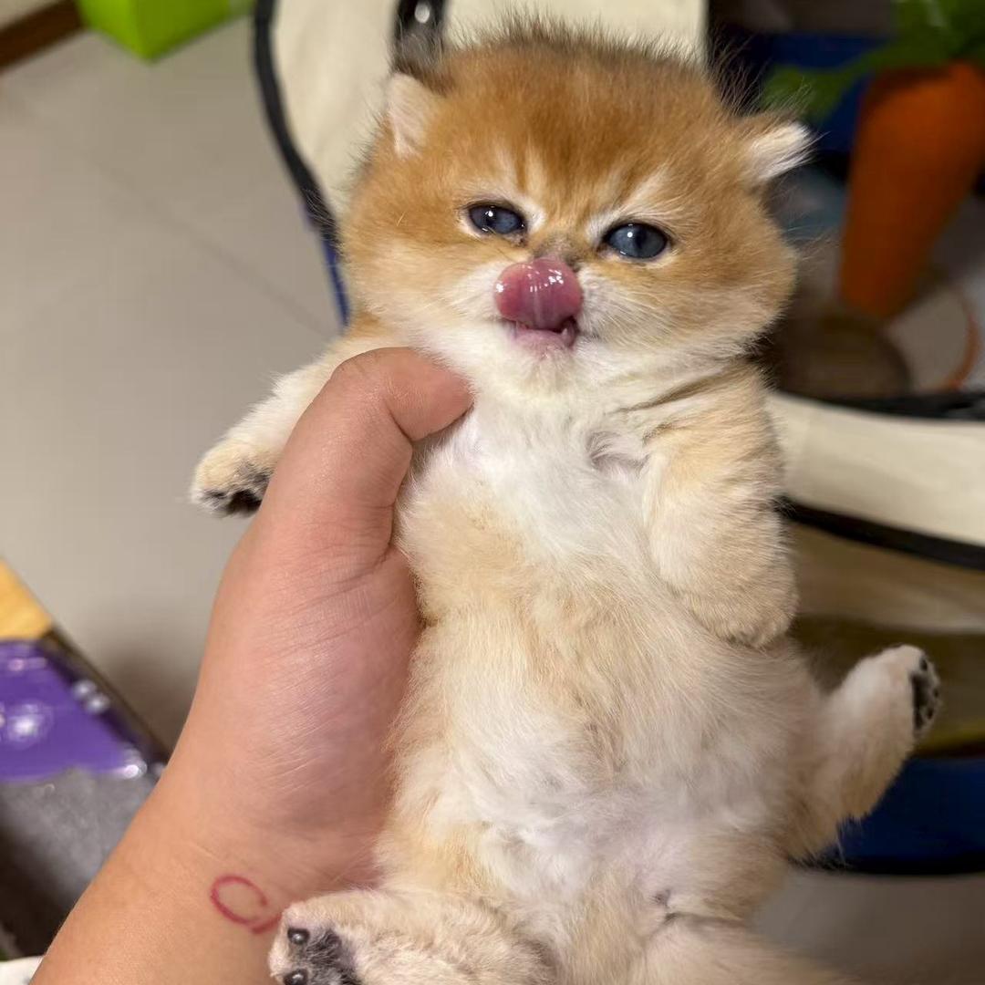 梓喵 Cat House