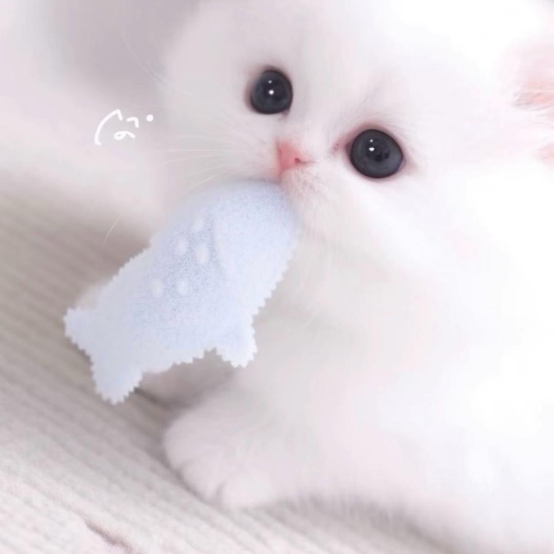 伞仙仙