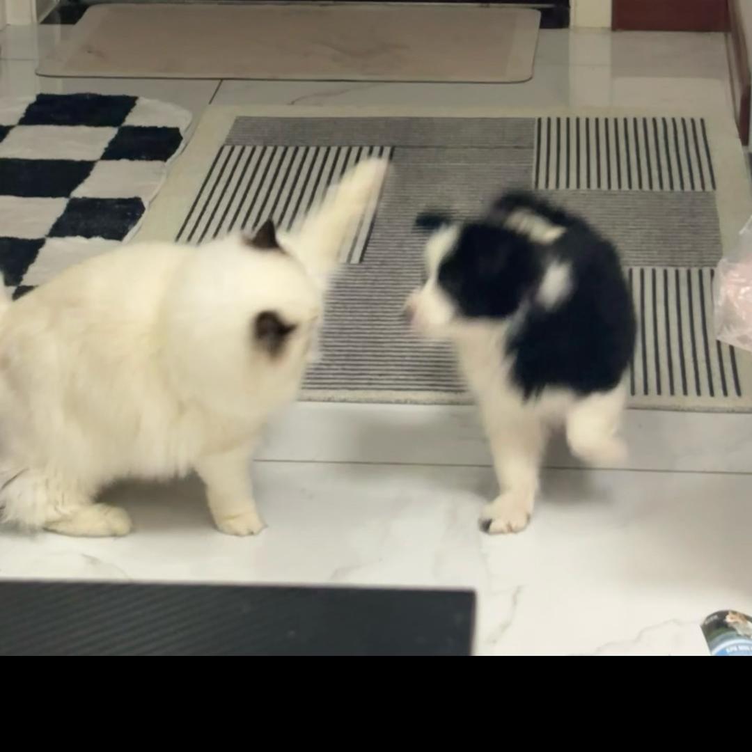 黑猫🐈‍⬛