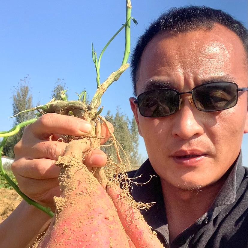 山东地瓜哥  正宗烟薯25蜜薯产地直供