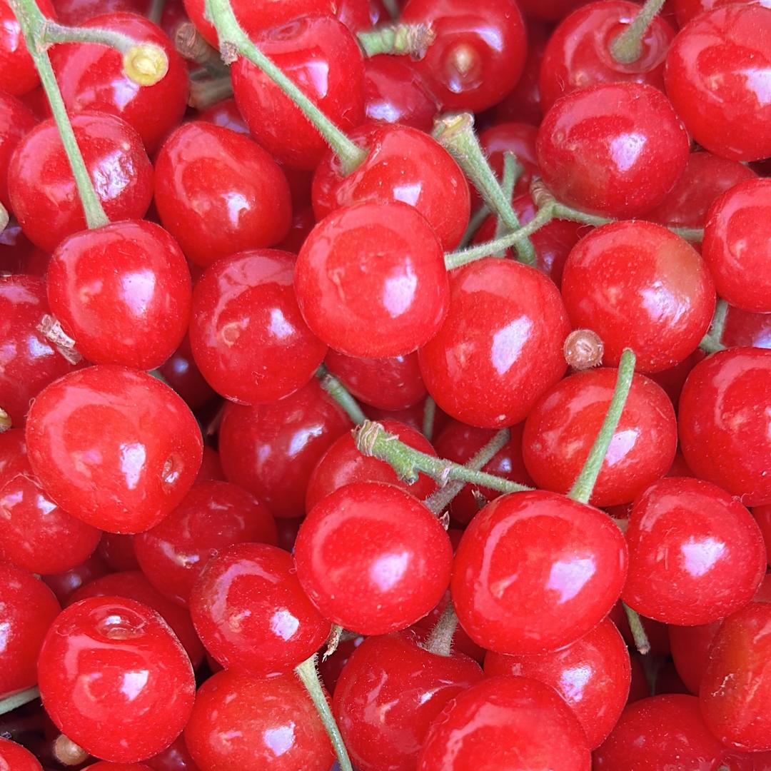 钱窜儿果园（烟台莱阳）