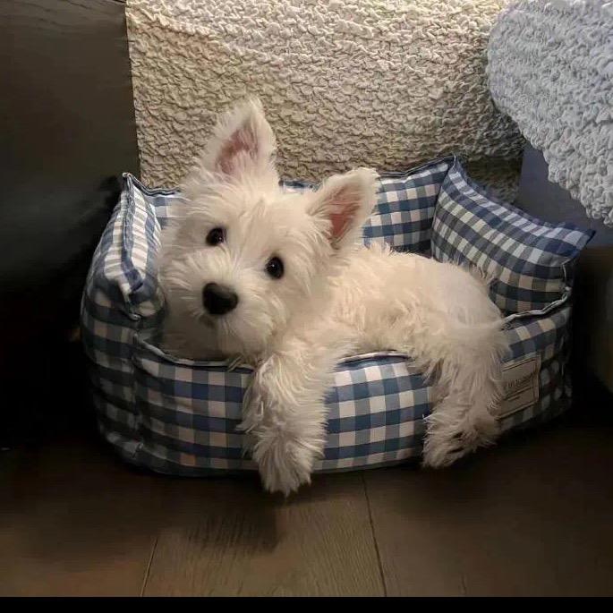 小磊