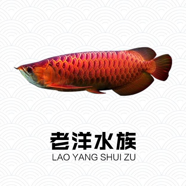 老洋水族