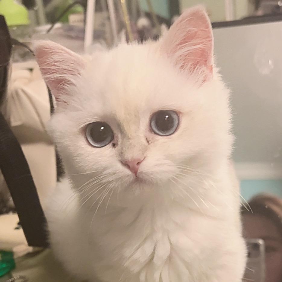 ✨
