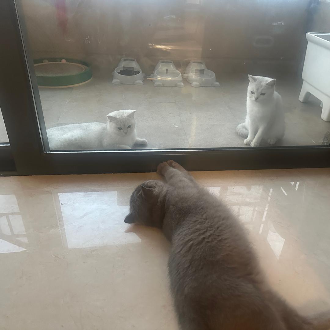 三只猫
