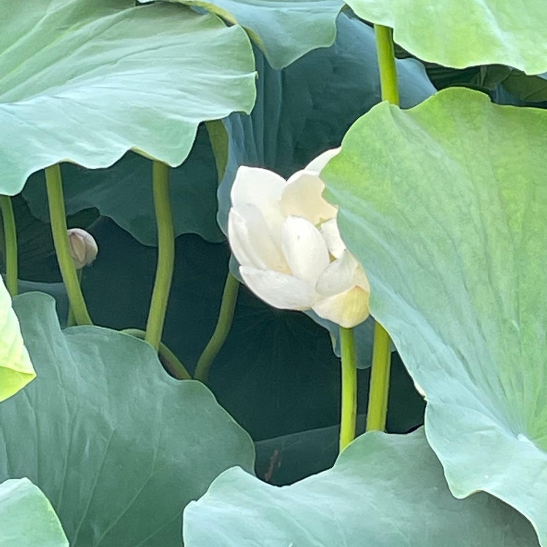 尖尖叁