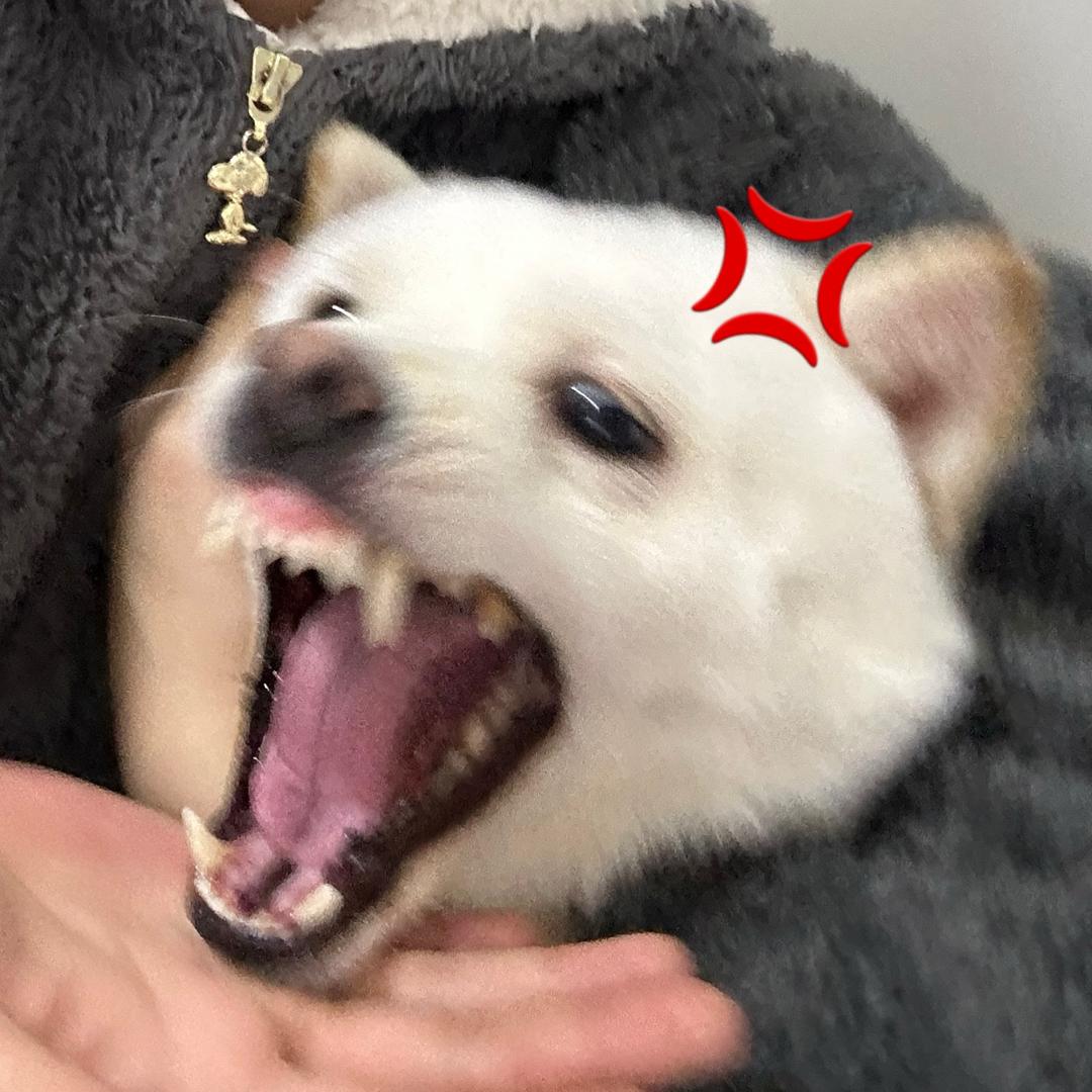 小nn.