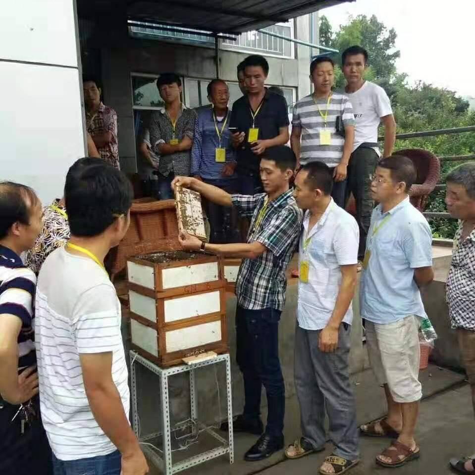 杨富佳中蜂上继箱GN箱